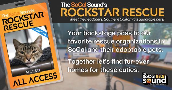 KCSN RockstarRescue PotW 101225 CreateOutlines FACEBOOK 1200x630