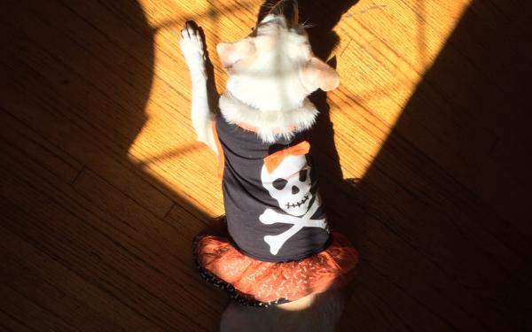 Rayla skeleton oblong